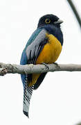 Trogon à lunettes jaunes