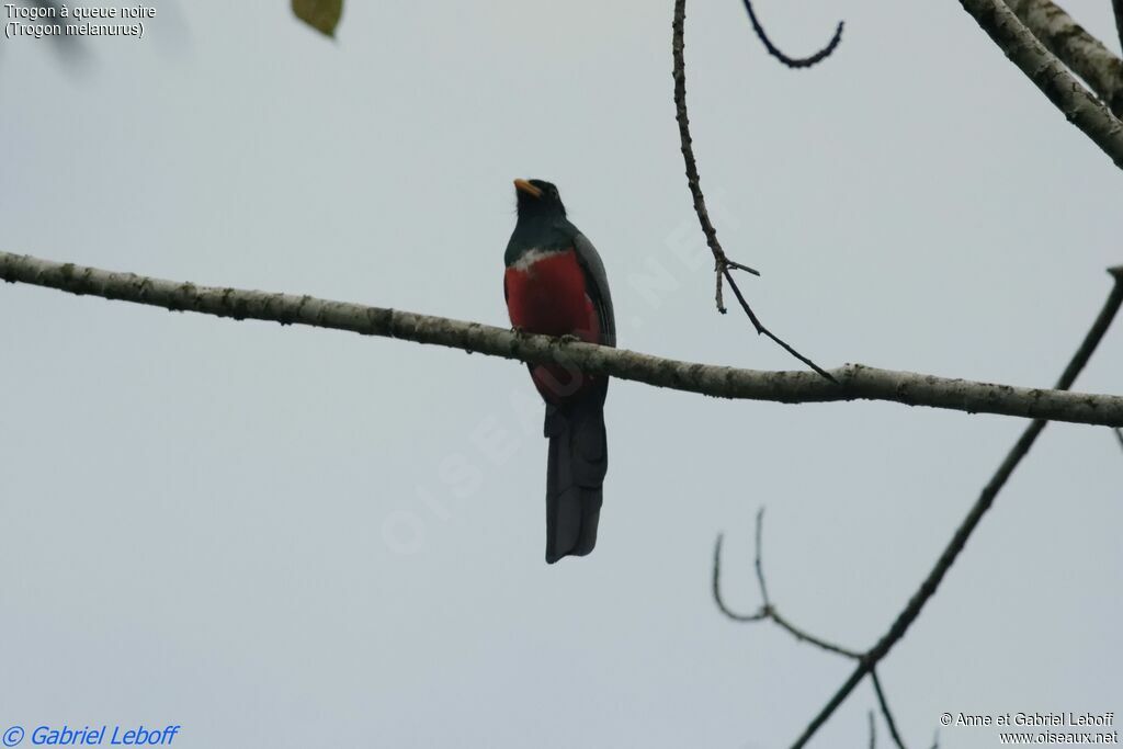 Trogon à queue noire mâle adulte