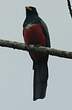 Trogon à queue noire