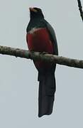 Black-tailed Trogon