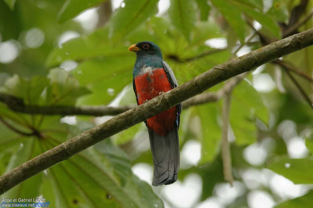 Trogon à queue noire mâle subadulte, identification