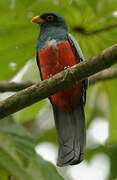 Trogon à queue noire