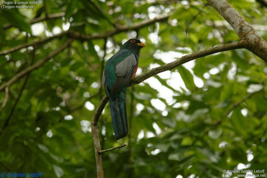 Black-tailed Trogon male subadult