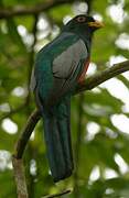 Trogon à queue noire