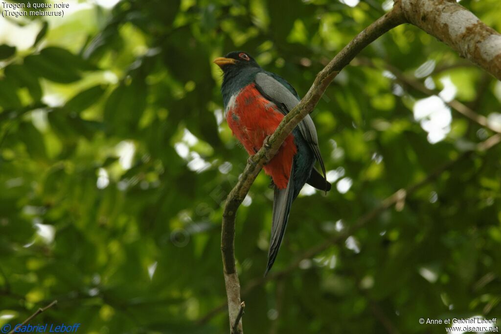 Trogon à queue noire mâle subadulte