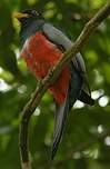 Trogon à queue noire