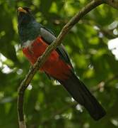 Trogon à queue noire