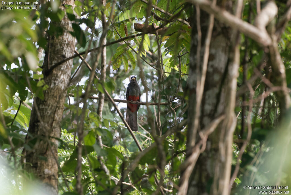 Black-tailed Trogon adult