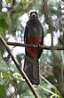 Trogon à queue noire