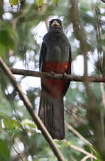 Trogon à queue noire