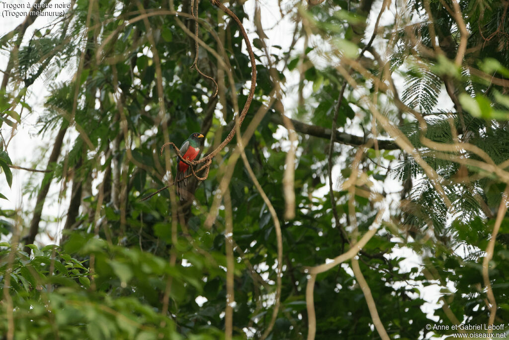 Trogon à queue noire mâle adulte