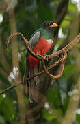 Black-tailed Trogon