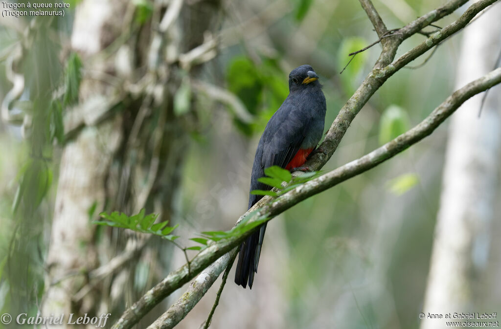 Trogon à queue noire femelle