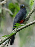 Trogon à queue noire