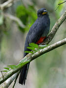 Trogon à queue noire