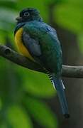 Amazonian Black-throated Trogon