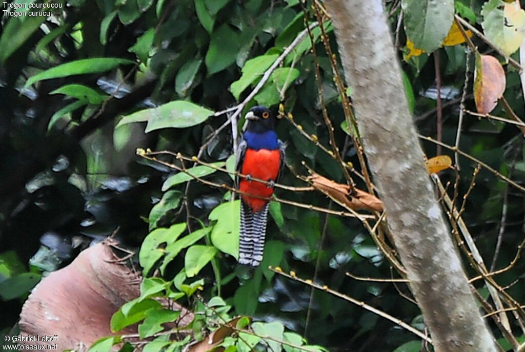 Blue-crowned Trogon