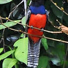 Trogon couroucou