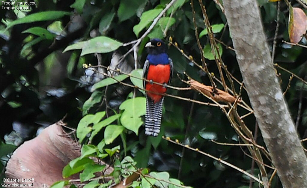 Blue-crowned Trogon