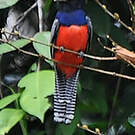 Trogon couroucou
