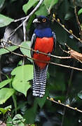 Blue-crowned Trogon