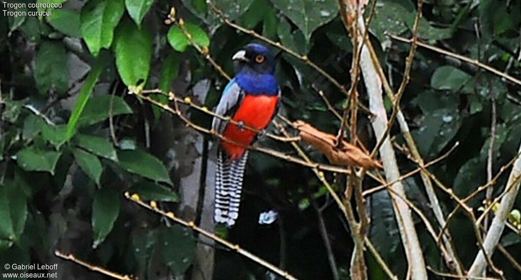 Blue-crowned Trogon