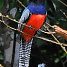 Trogon couroucou