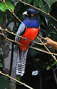 Blue-crowned Trogon