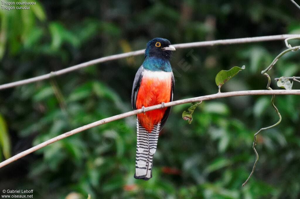 Blue-crowned Trogon