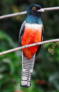 Blue-crowned Trogon