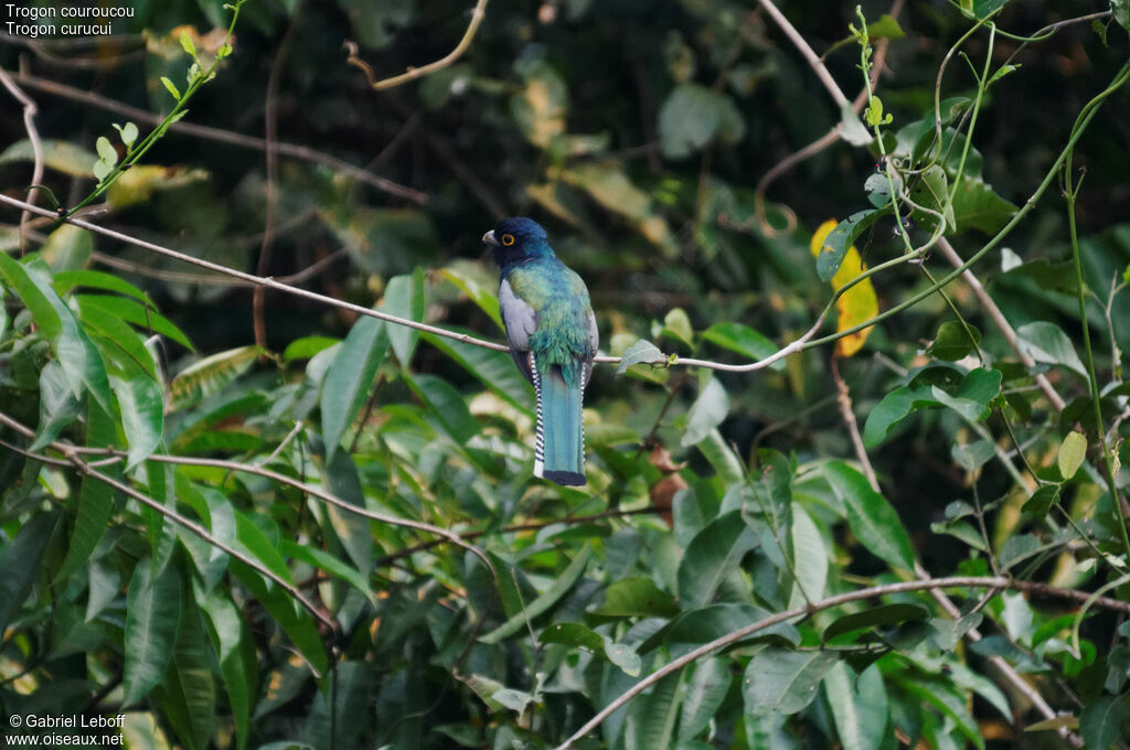 Blue-crowned Trogon