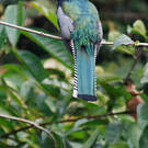 Trogon couroucou