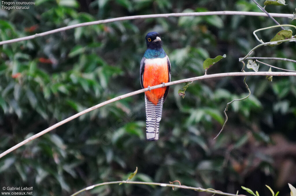 Blue-crowned Trogon