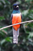 Blue-crowned Trogon