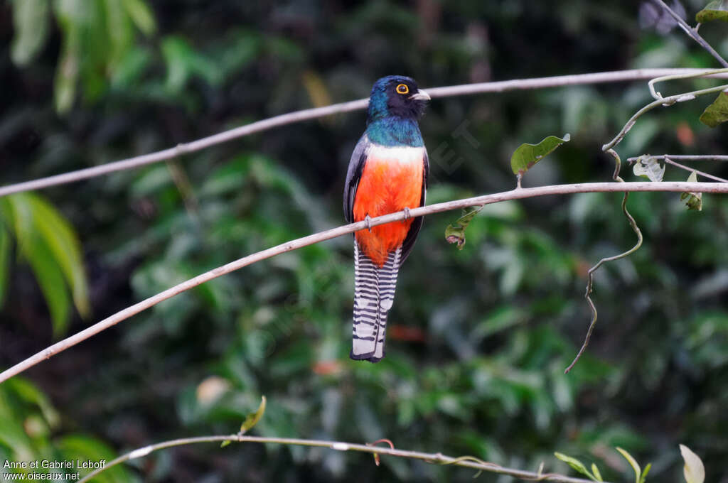 Trogon couroucou mâle adulte, portrait