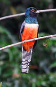 Blue-crowned Trogon