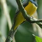 Trogon de Cabanis