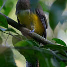 Trogon de Cabanis