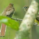 Trogon de Cabanis