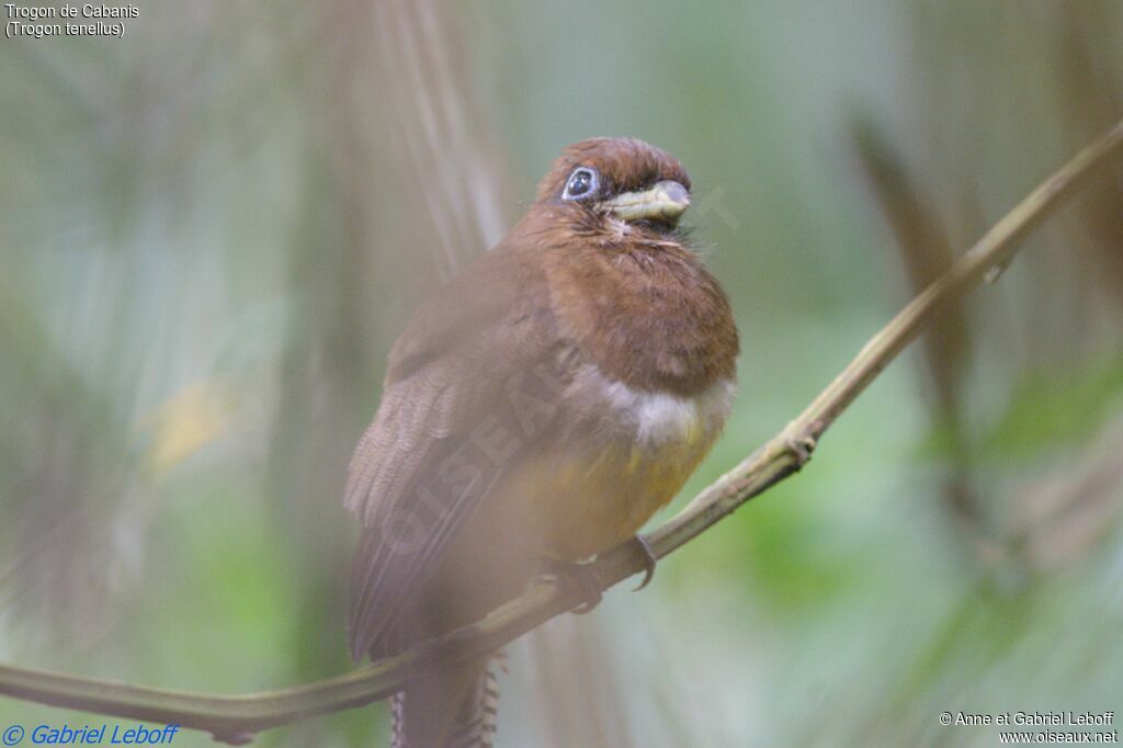 Trogon de Cabanis femelle adulte