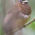 Trogon de Cabanis