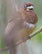 Trogon de Cabanis