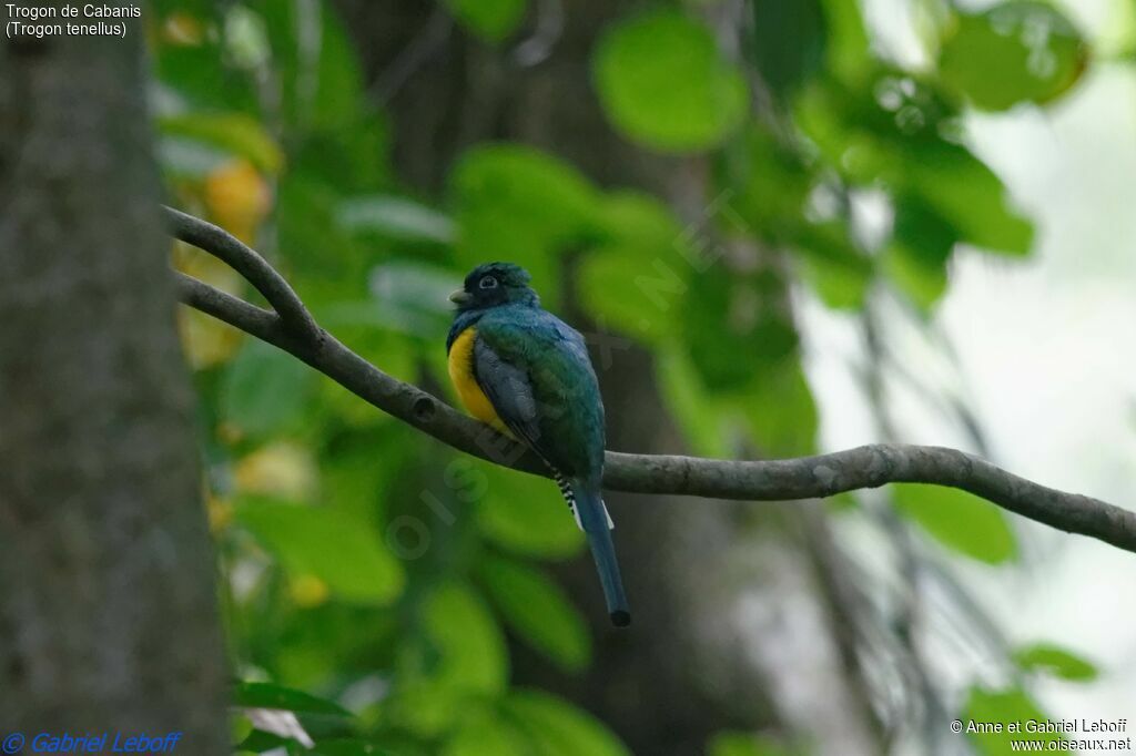 Trogon de Cabanis mâle adulte