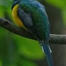 Trogon de Cabanis