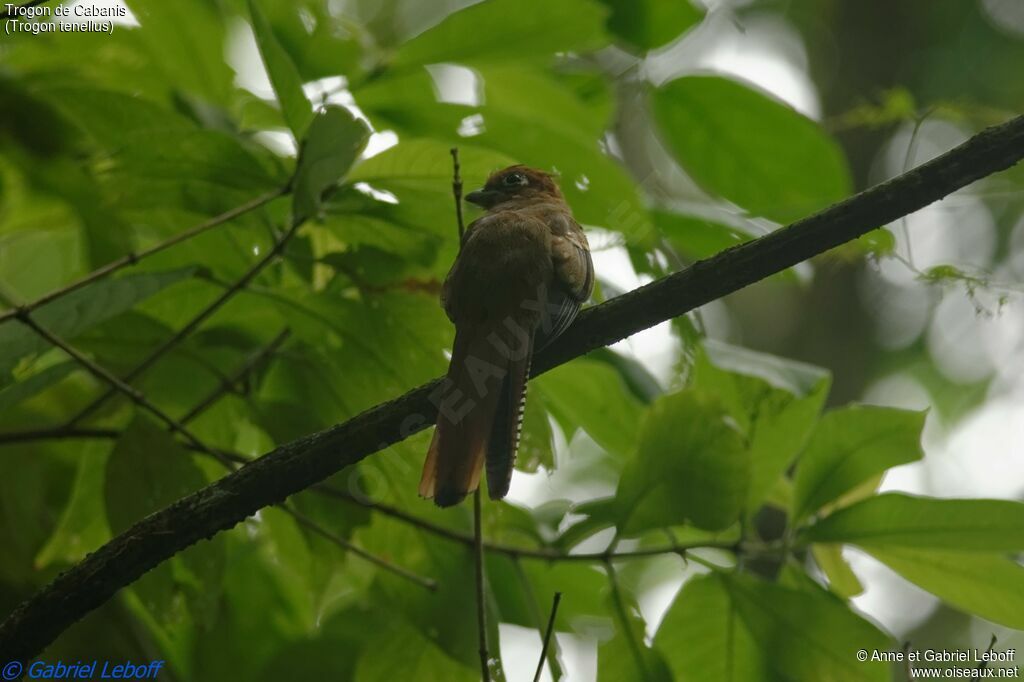 Trogon de Cabanis femelle adulte