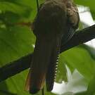 Trogon de Cabanis