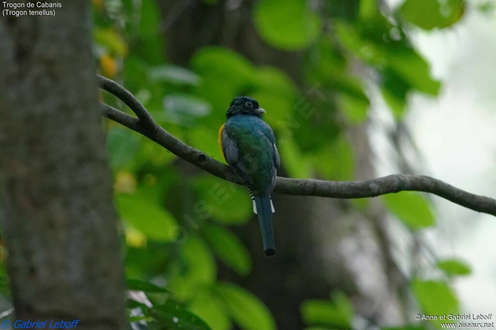 Trogon de Cabanis mâle adulte