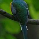 Trogon de Cabanis