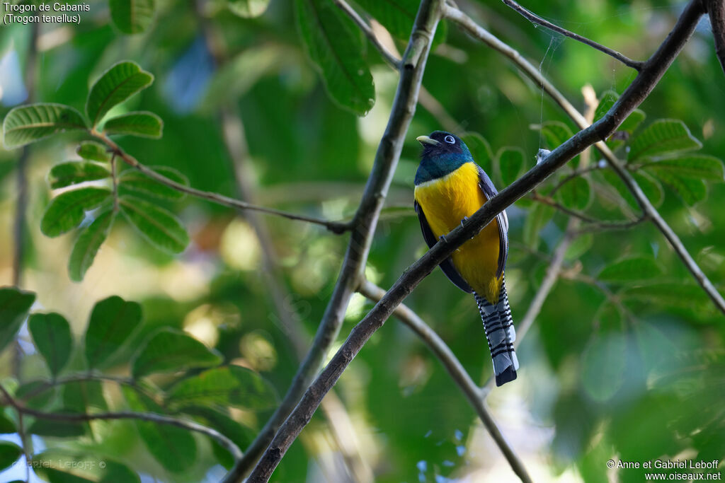 Trogon de Cabanis mâle