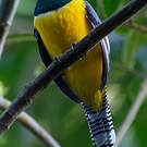 Trogon de Cabanis
